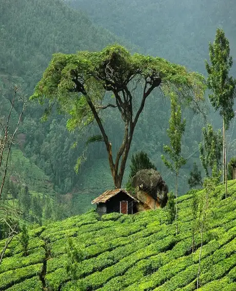 Marayoor