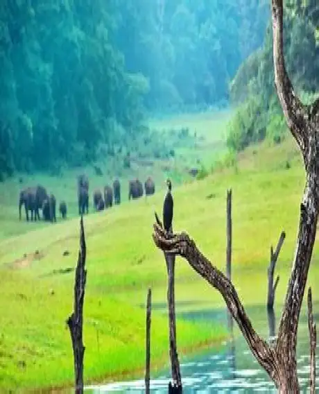 thekkady