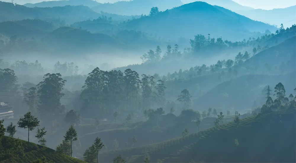 Munnar and Alleppey